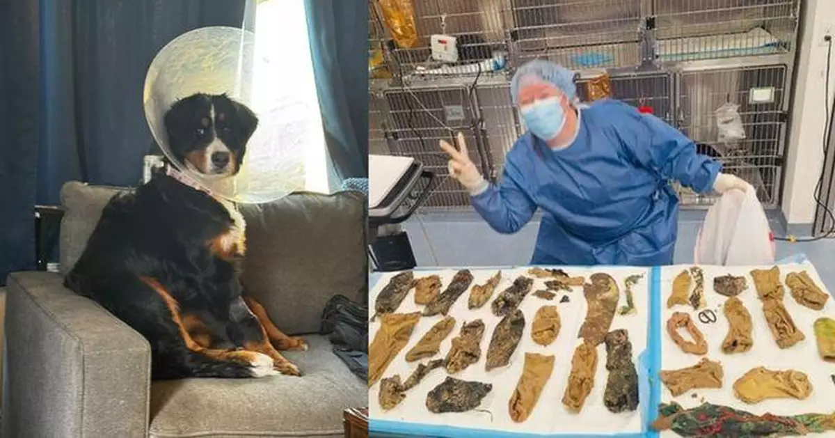 戀襪癖？南加伯恩山犬腹中取出逾40件異物 24隻竟都是襪子