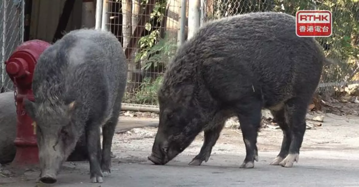 漁護署：正在金山郊野公園試行人工智能閉路電視監察野豬出沒情況