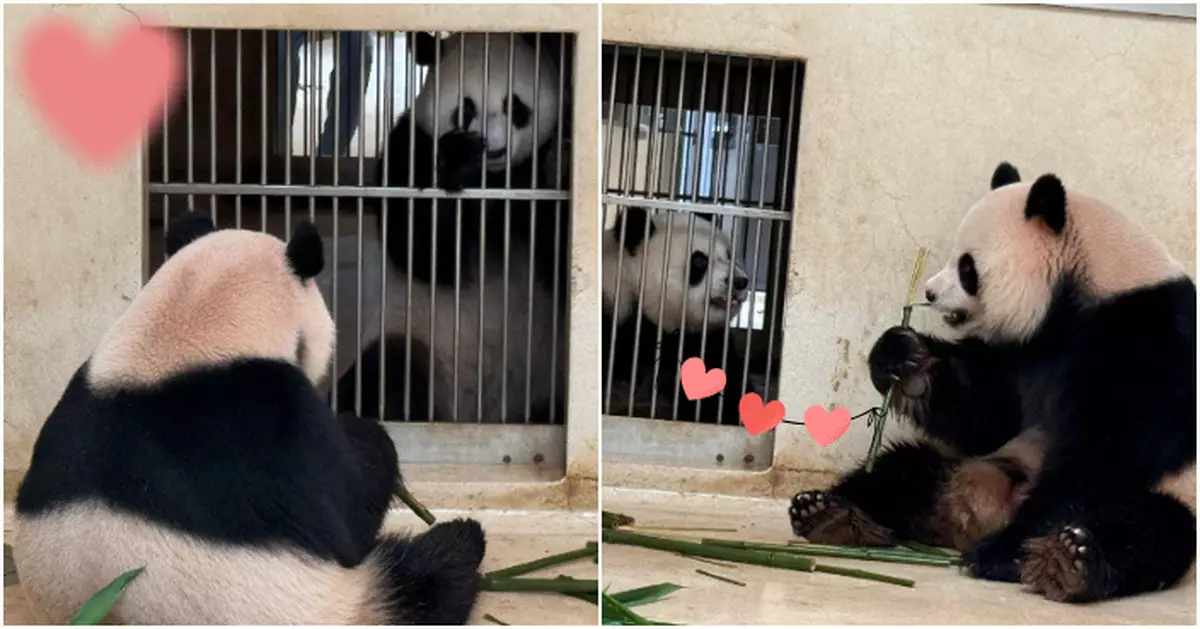 「安安可可」迎抵港後首個繁殖季獲安排初次「邂逅」  海洋公園：互相了解中