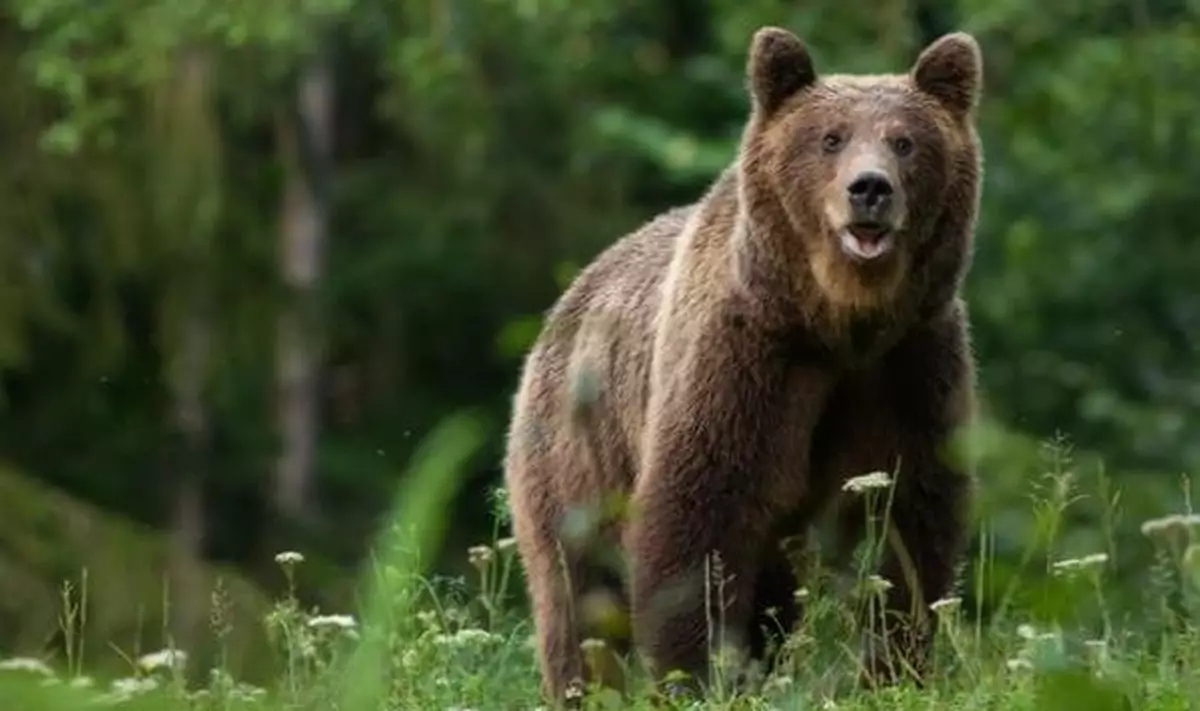 北海道溫泉區驚現大熊食鹿嚇壞目擊者 警方籲居民遊客提高警覺