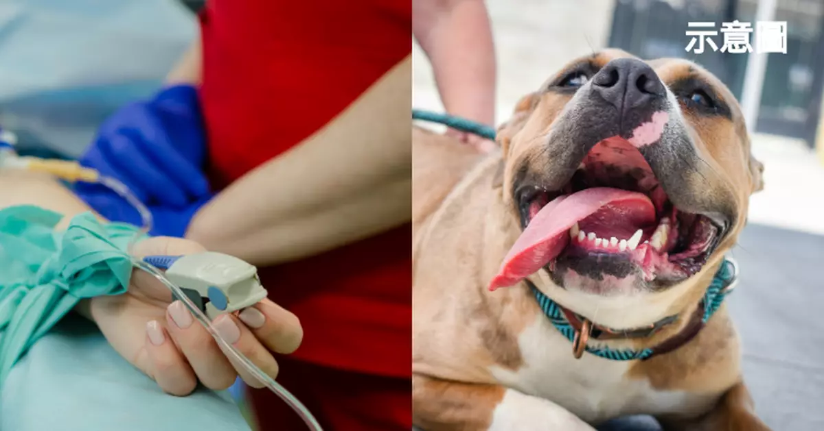 恩將仇報! 泰女給狗狗第二次機會 獲救比特犬竟發狂將主人咬至重傷