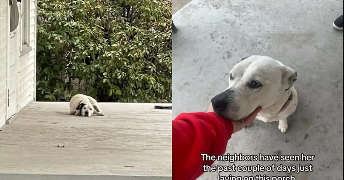 主人搬屋遭遺棄 忠犬苦守舊屋門前不肯離開獲善心救援者接回家