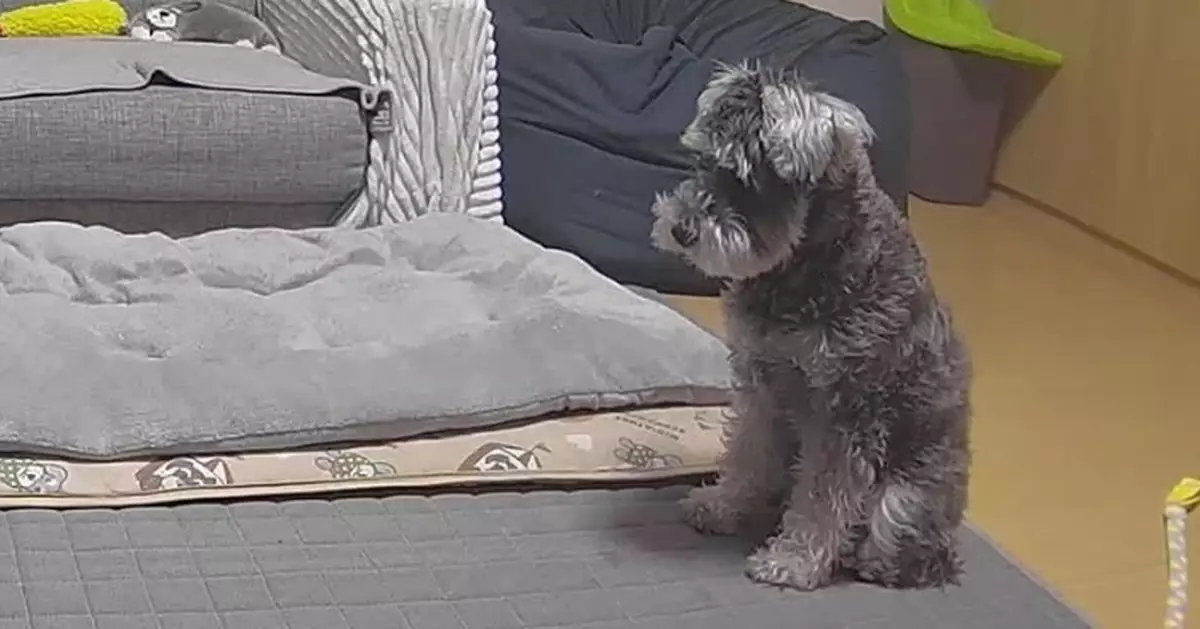 臨收工睇監控見寵物犬落寞坐地苦等 日飼主超內疚急趕回家
