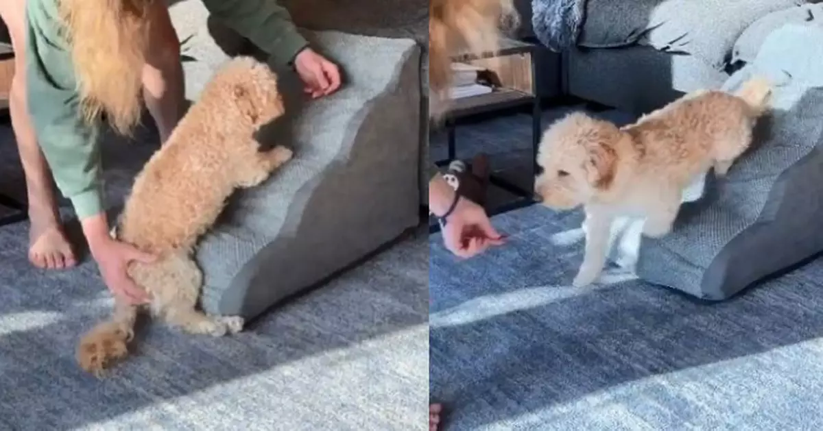 癱瘓貴賓犬挑戰爬階梯上梳化 飼主耐心引導下奮力攀爬畫面暖心