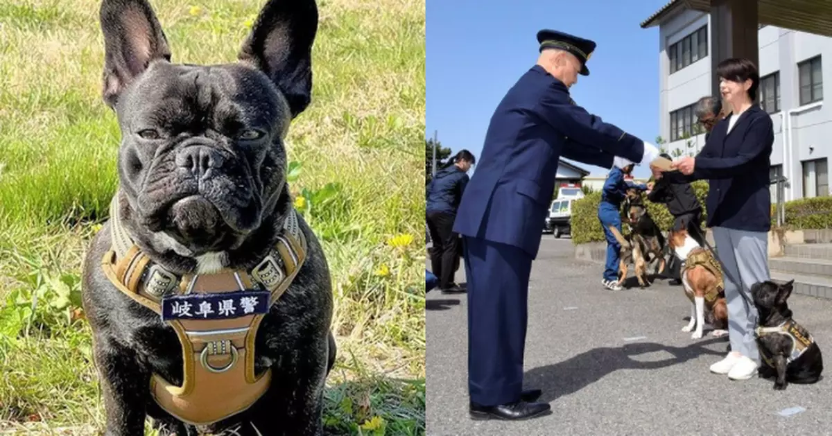 日本首隻法鬥犬獲錄用當警犬 高難度考核「一take過」天賦驚人