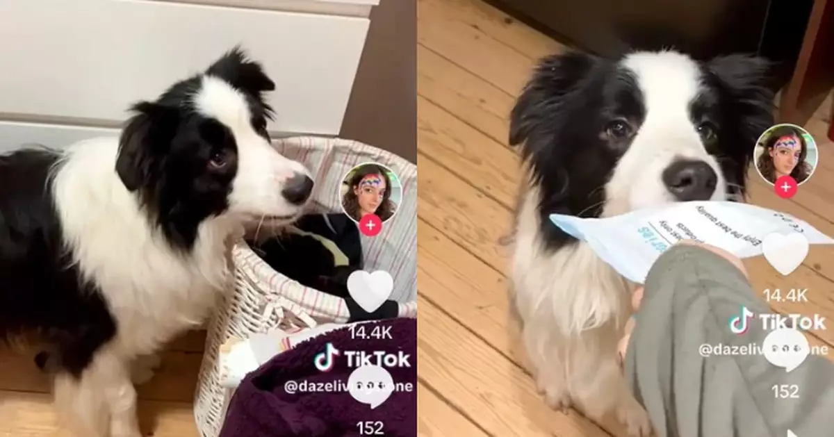 扔垃圾撿物品樣樣得 牧羊犬化身家務小能手 網讚：醒目過10歲仔