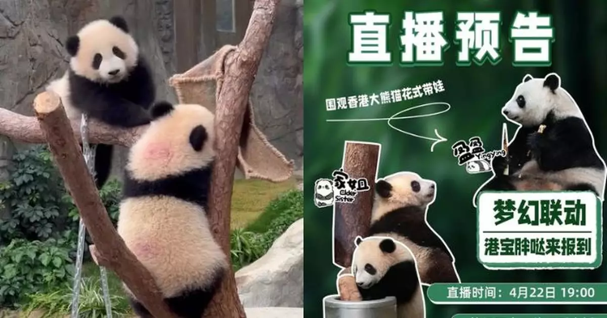 家姐細佬幕後萌態4.22晚上7時直播 海洋公園旅發局iPanda熊貓頻道聯手推專題