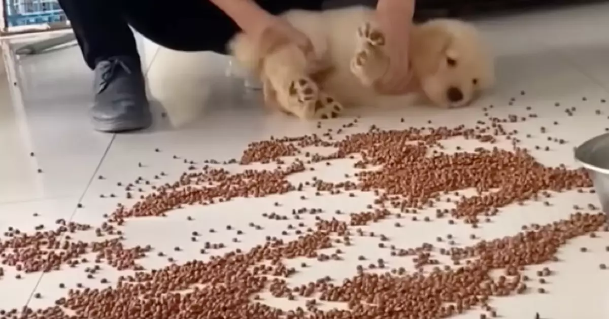 食晒就唔使清啦！飼主倒瀉狗糧拎金毛當掃把「邊收拾邊食」