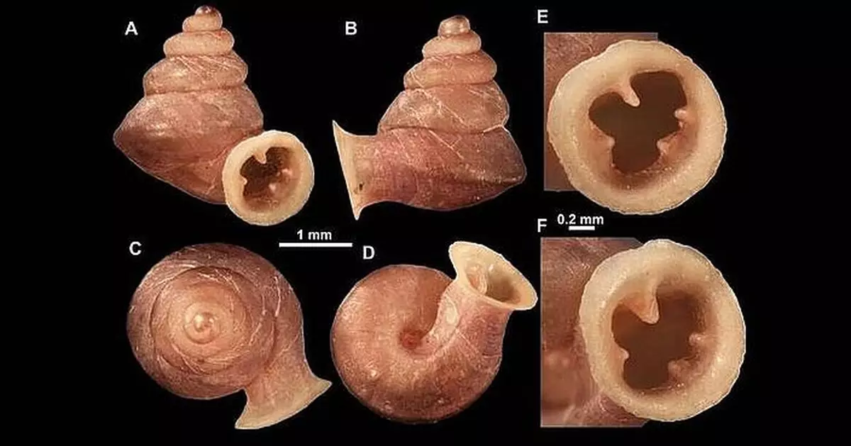 泰國發現新物種「畢加索蝸牛」 不足3毫米殼紋撞樣抽象畫！