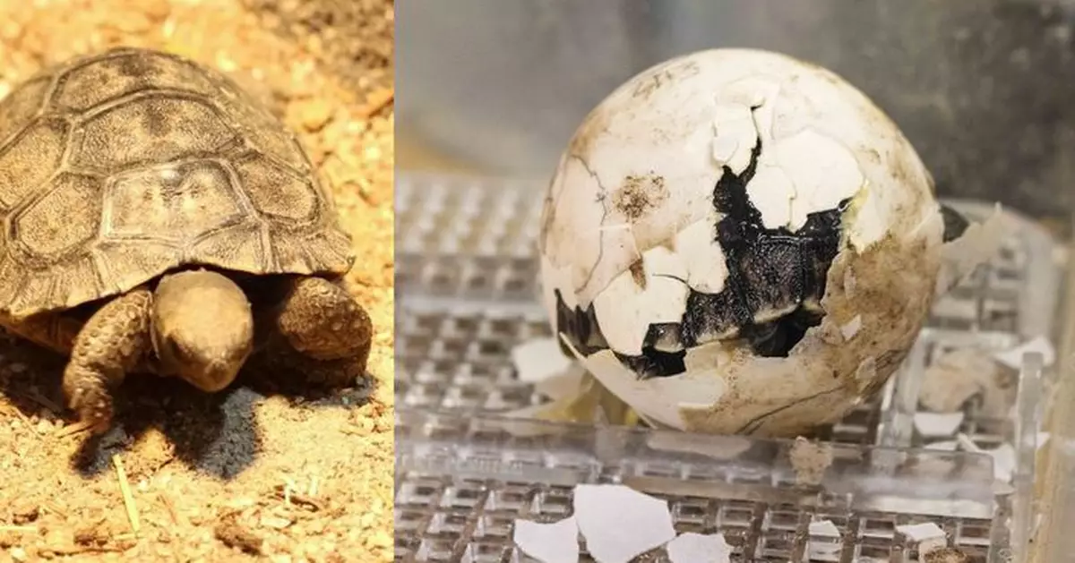 美國費城動物園報喜 瀕危百歲象龜成功孵化4隻龜BB