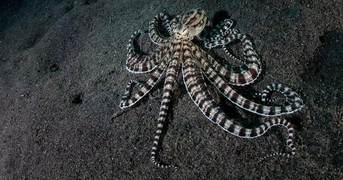 有片！海洋魔術師 「擬態八爪魚」瞬間化身「獅子魚海蛇」避捕食者
