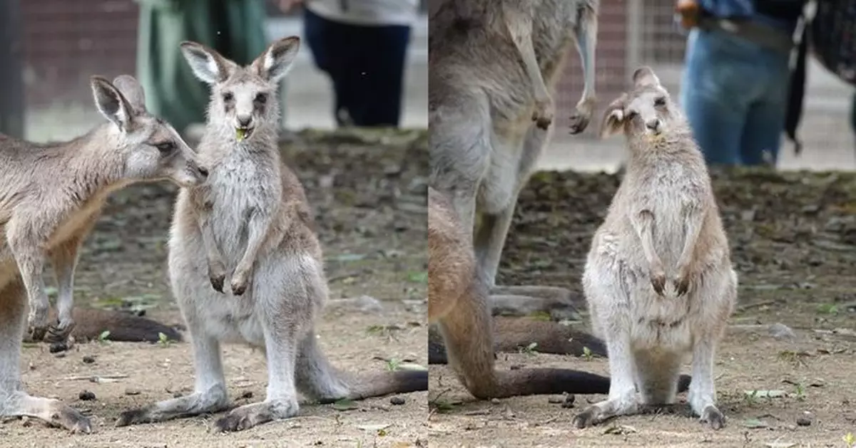 日本動物園袋鼠BB「歪頭殺」似呆萌實習生 萌翻百萬網友