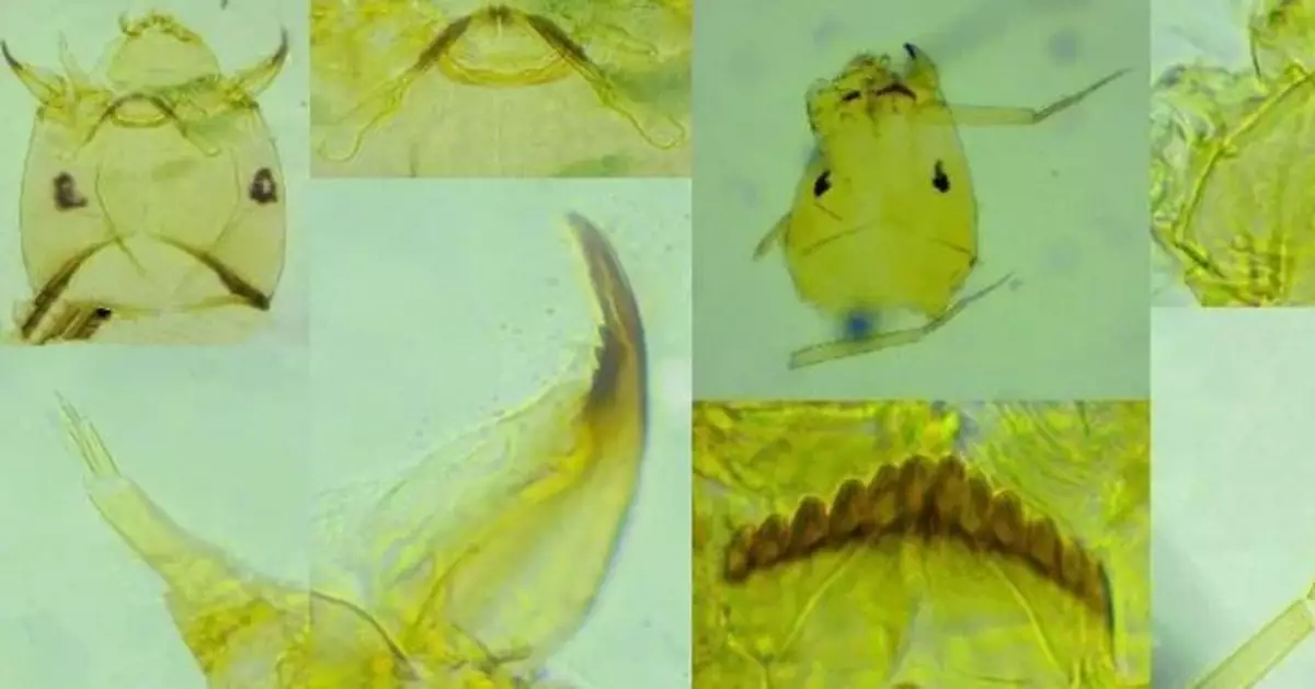 上海發現3神祕生物 「搖蚊」不咬人更有超迷你「類奇異布紋藻」