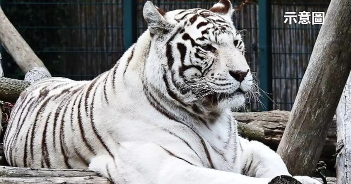 俄動物園飼養員進籠餵食 疑因1疏忽遭孟加拉白虎當場咬死