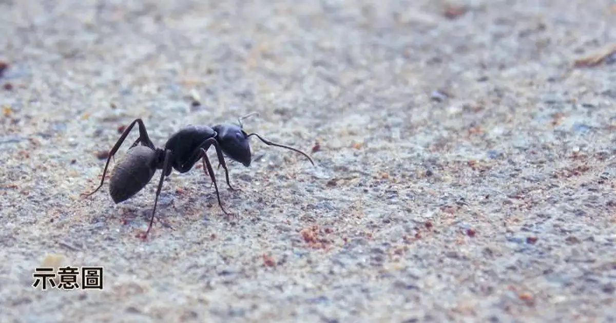 巴西發現1.13億年前「地獄螞蟻化石」物種歷史推前千萬年