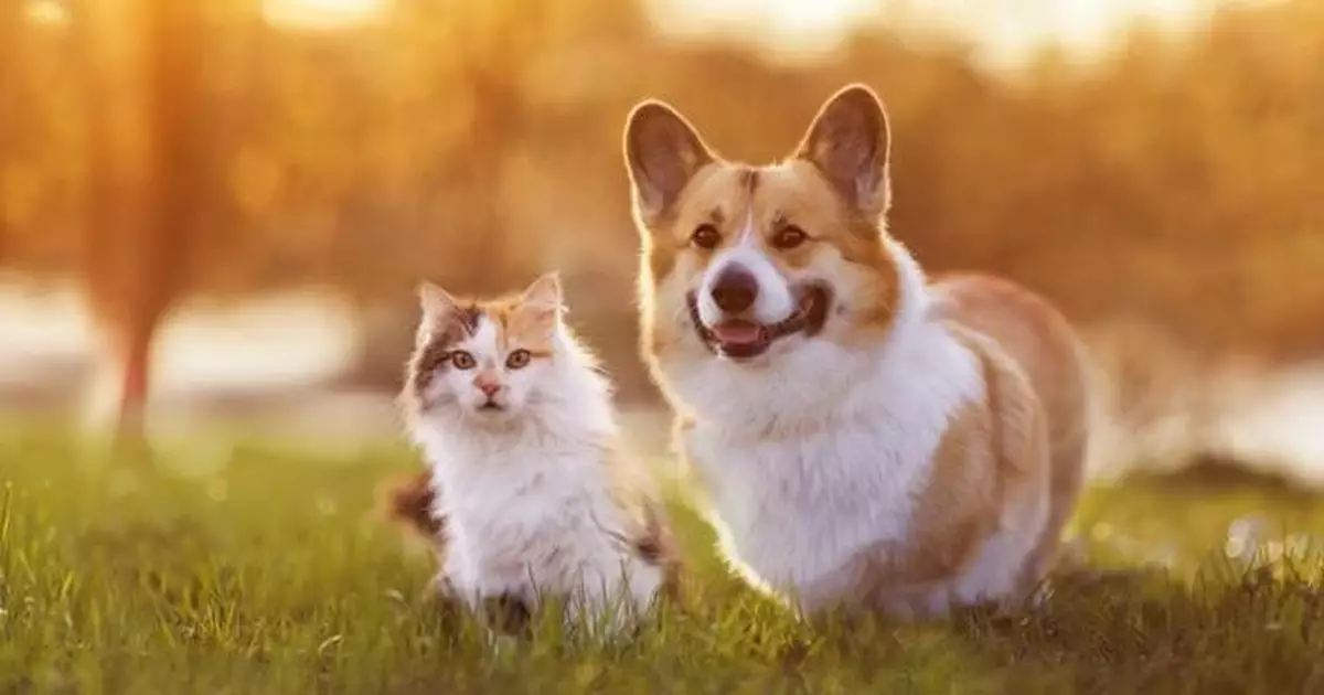 寵物業商會：9成網購寵物無牌 不少有貓瘟狗瘟