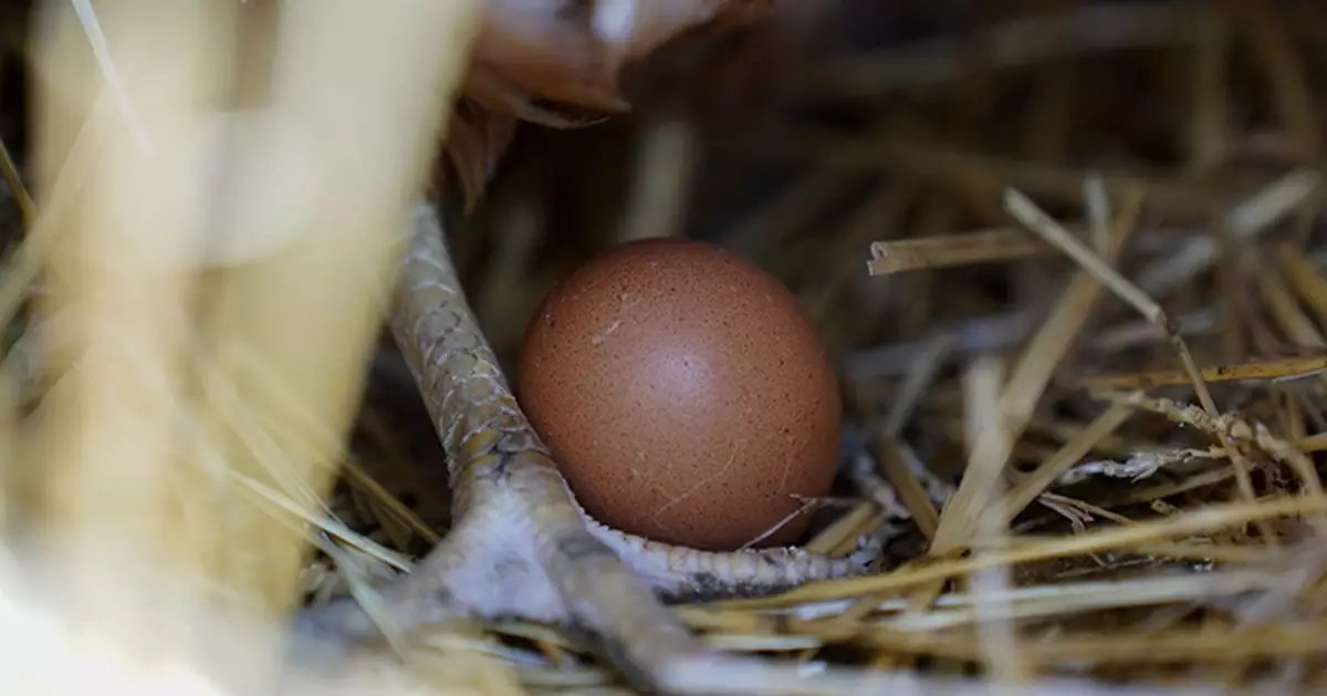食安中心因禽流感爆發暫停美北達科他州Kidder縣禽肉及禽蛋進口