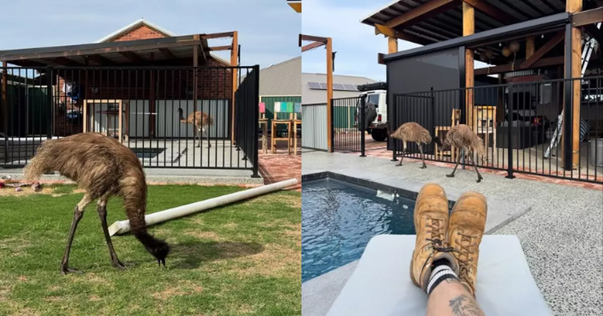 澳民居院子遭「不速之客」闖入 2鴯鶓自行飲水跳泳池嬉戲絲毫不懼人