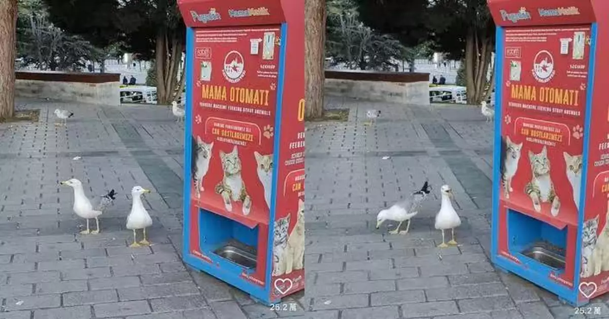 土耳其公園傳煙嗓「貓叫聲」卻不見貓影 旅客驚覺是海鷗學貓叫驚呆