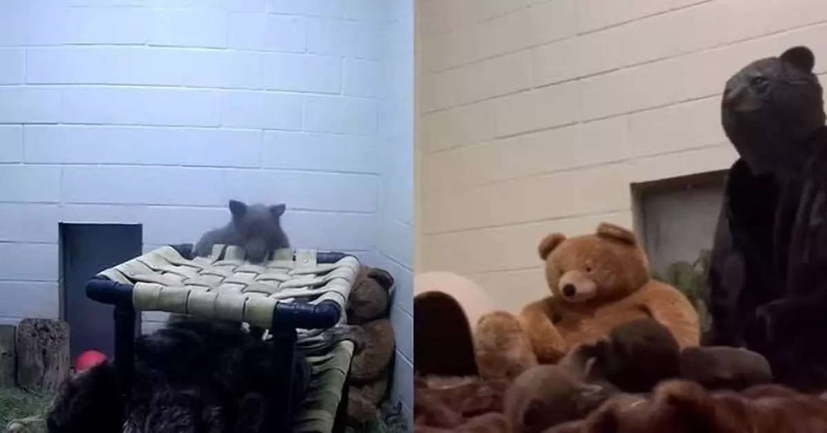 2月大幼熊疑遭熊媽媽遺棄  美收容所職員著「熊偶裝」扮媽媽餵食照顧