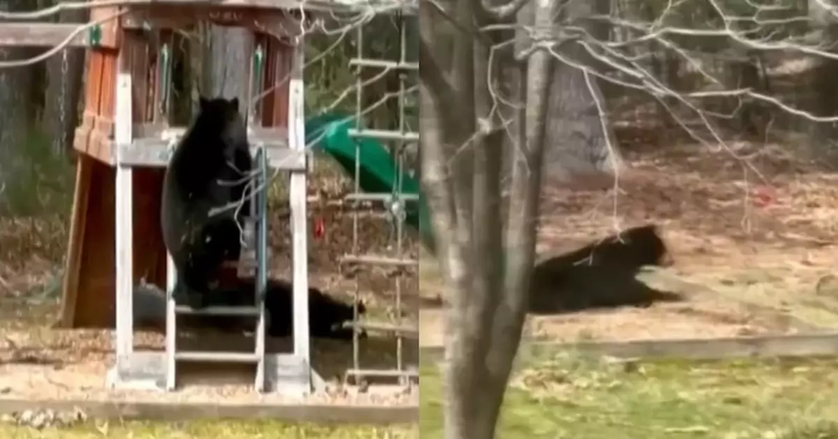 2黑熊闖居民後院玩滑梯 頭朝下四肢垂落緩緩滑落動作嫻熟