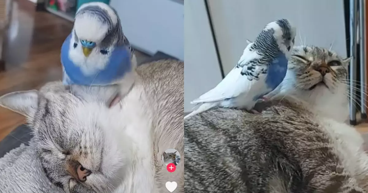 「鳥型按摩器」上線？ 鸚鵡坐貓同伴臉部「狂搖屁股」助舒適入睡