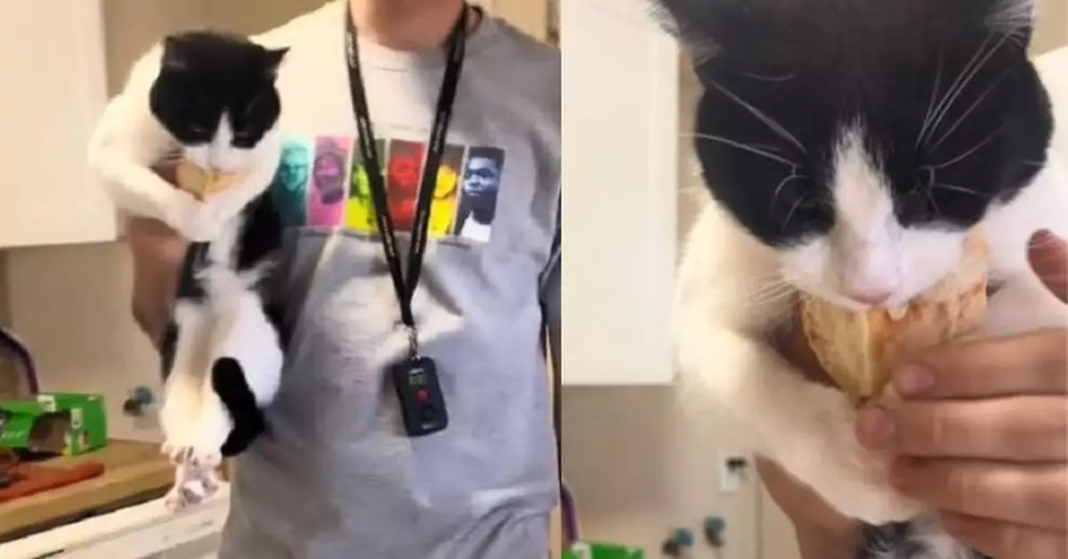 賓士貓偷麵包遭抓包  「惡魔上身」緊咬戰利品拒鬆口爆笑畫面曝光