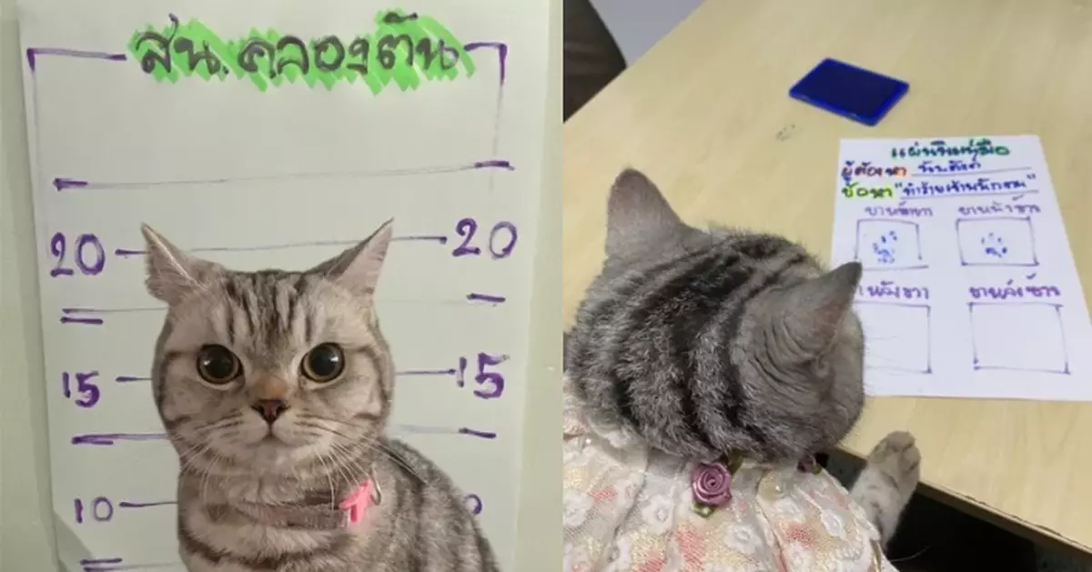 泰國走失小貓警署揮爪「襲警」妨礙公務  遭拍大頭照按肉墊指紋「立案」處理