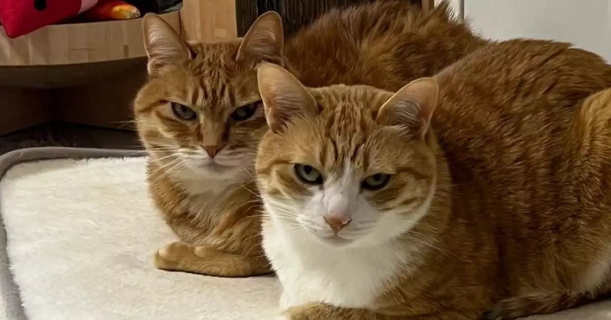 拔電熱毯插頭遭2橘貓「死亡凝視」日貓奴秒妥協乖乖插回