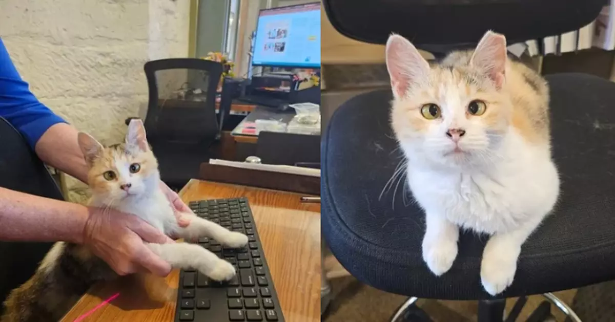 美圖書館「鬥雞眼」流浪貓遭政府下「逐客令」 數萬民眾不捨請願