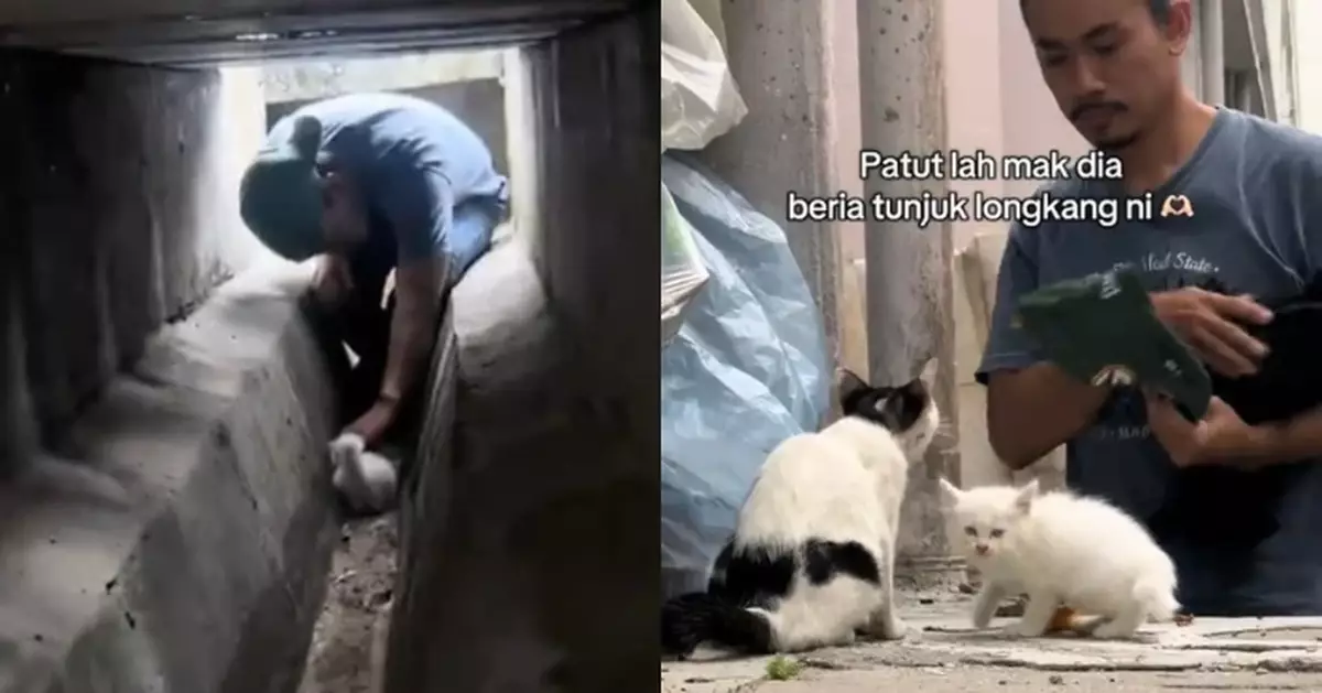 瘦弱流浪貓苦守下水道 熱心男鑽入查探揭催淚真相