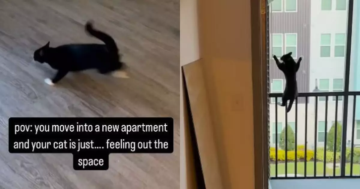 搬新家太興奮 賓士貓直衝露台跳出卻掛防護網秒變「蜘蛛貓」