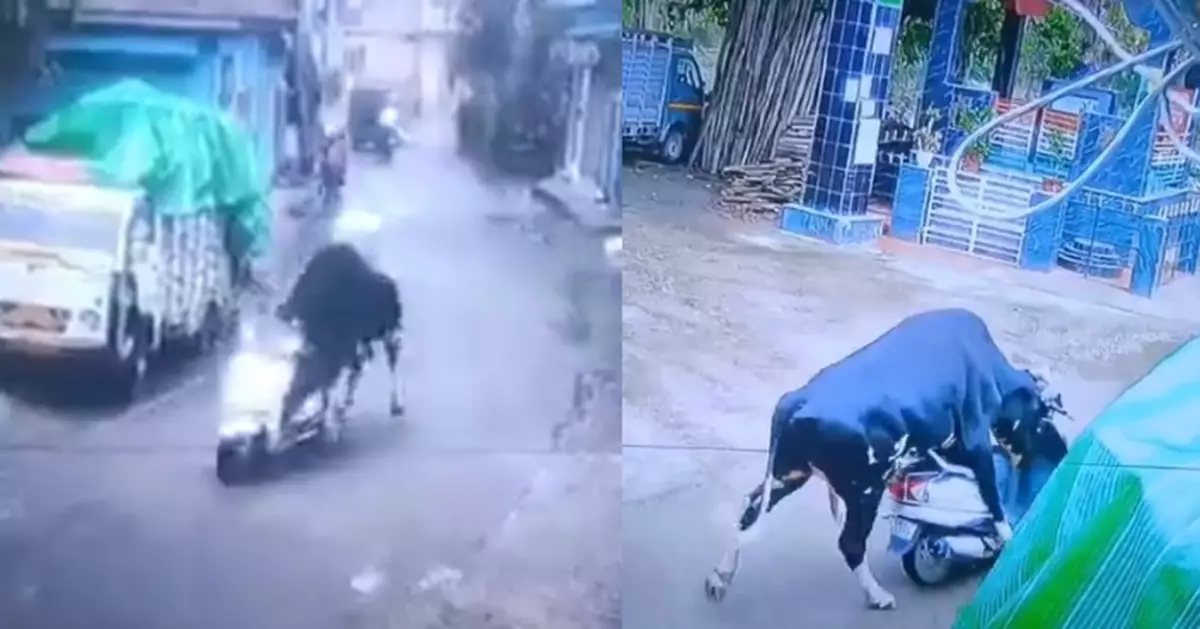 推路邊電單車撞屋 印度公牛肇事後淡定離開 離奇畫面曝光