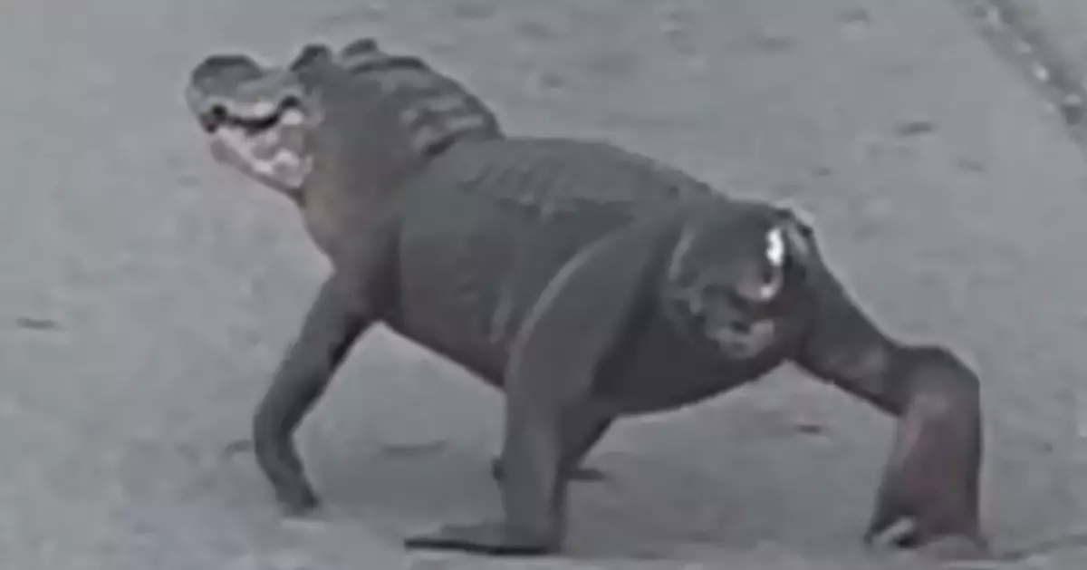 美國公路驚現「斷尾巨鱷」緩慢爬行 目擊民眾誤認「法鬥犬」