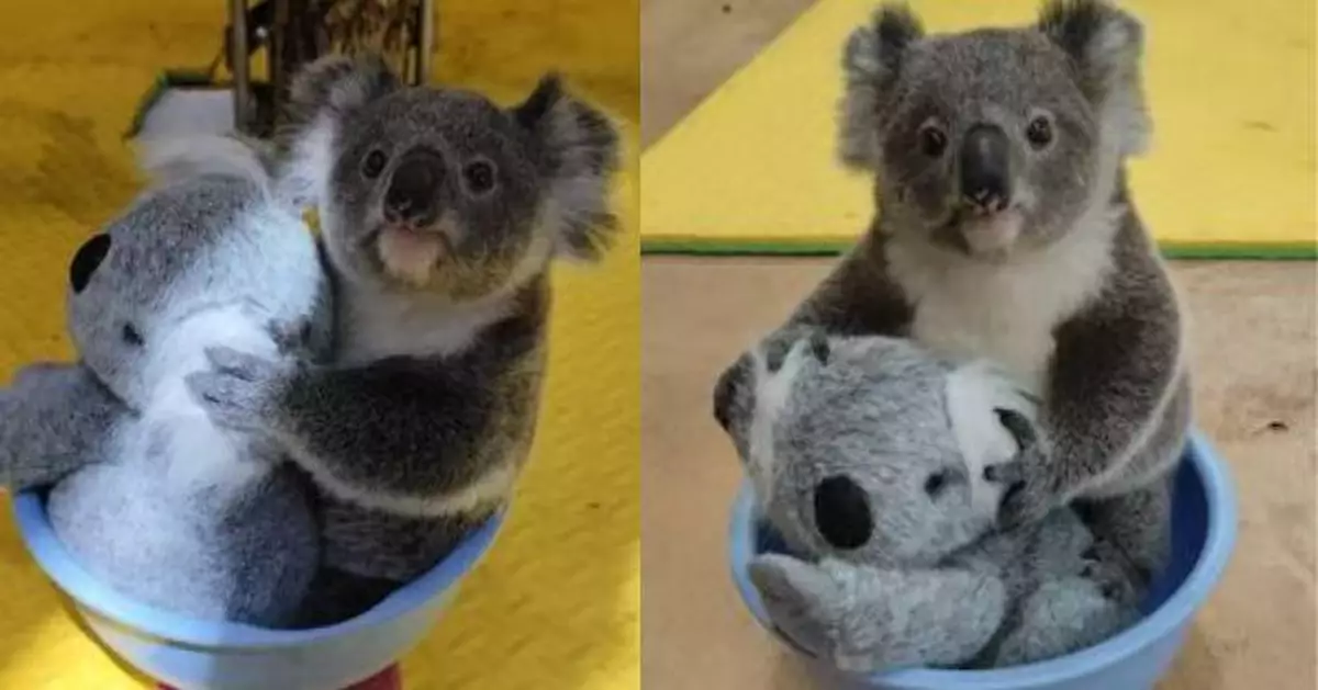 日本樹熊BB出生體型僅1枚毫子大  數月內「暴風式」增長至2KG