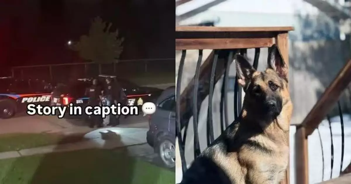 5個月牧羊犬深夜突吠叫不停 女飼主檢查揭可疑男潛藏後院嚇壞