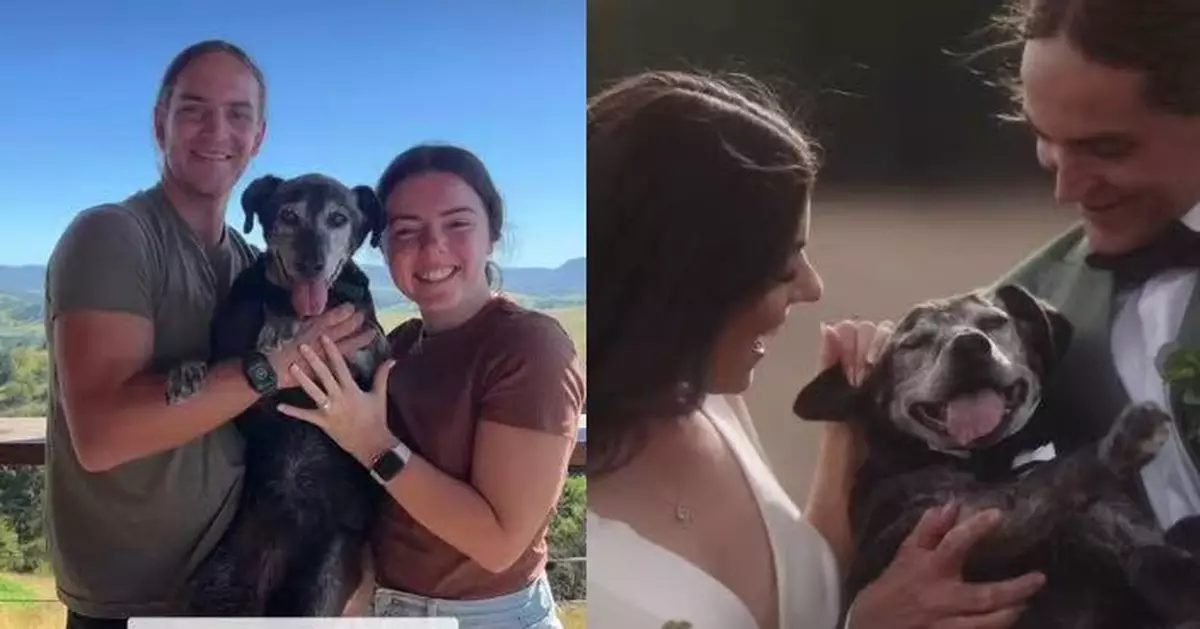身體每況愈下 19歲老狗撐到出席飼主婚禮送最後祝福 數日後安詳離世