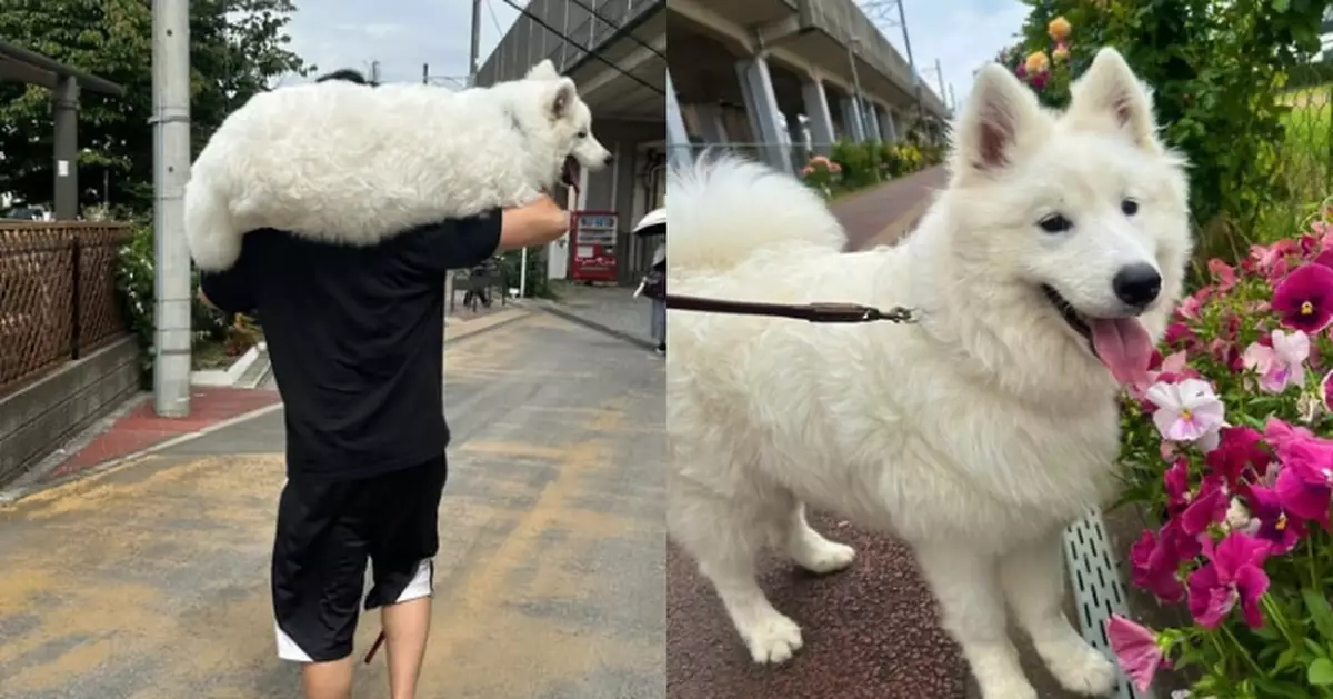 出門跑到體力透支 薩摩耶犬被飼主扛肩上帶回家似扛大米重訓