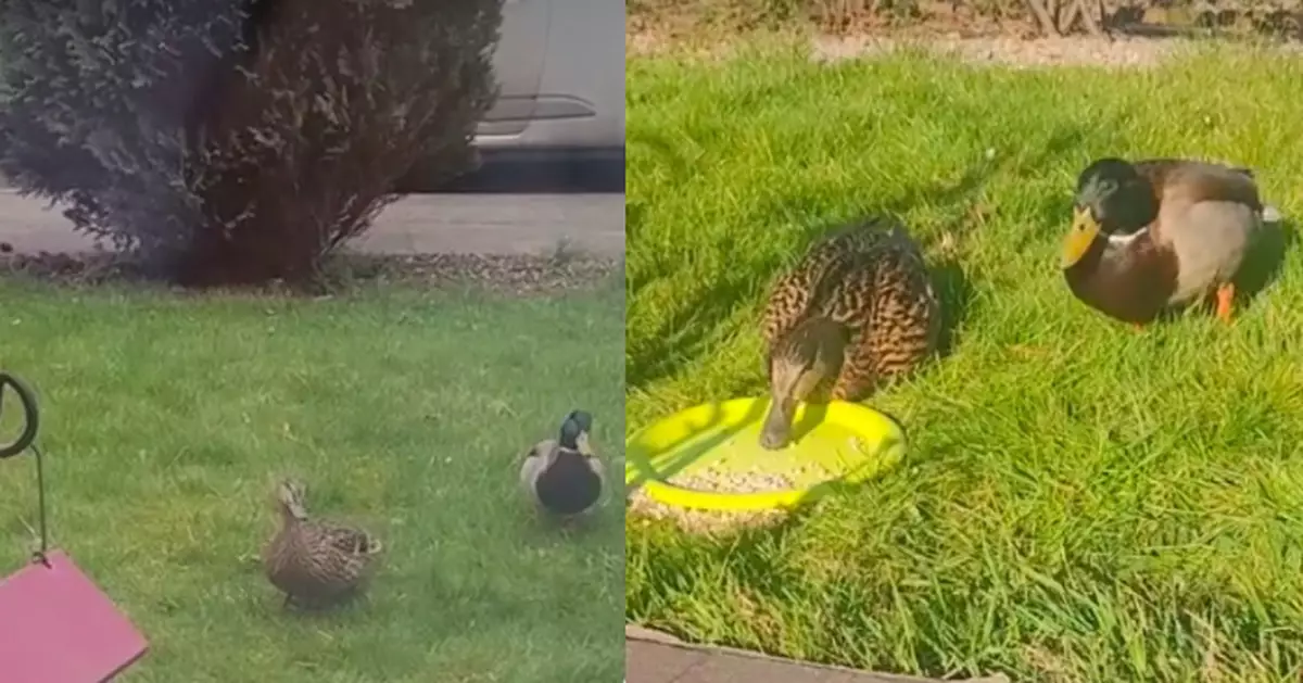 女屋主買屋半年後迎神秘「小客人」一群萌物搖搖擺擺行入前院