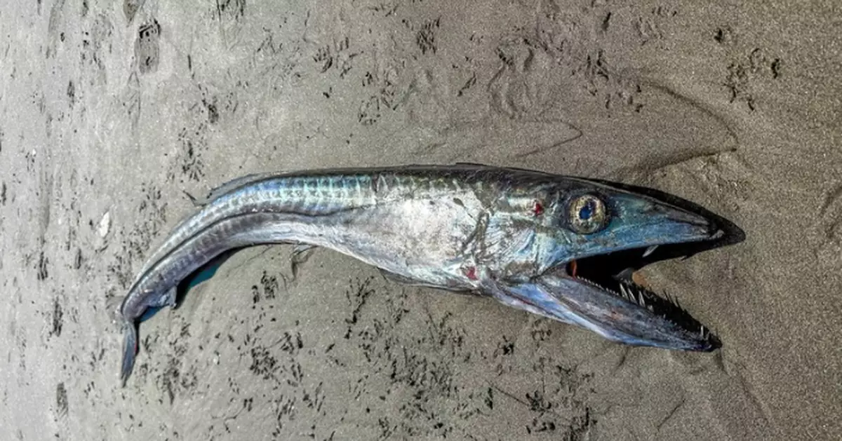 美沙灘現巨型「長吻帆蜥魚」完整屍體 水族館職員驚呼：超罕見