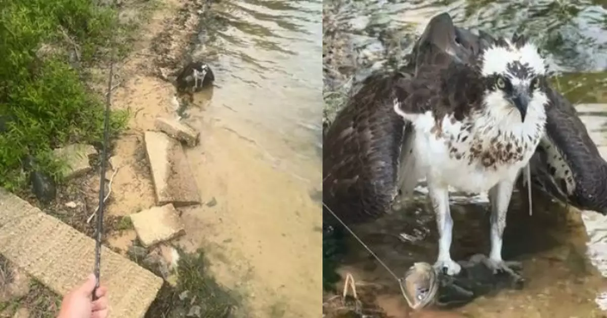 美釣客釣到大鱸魚遭魚鷹利爪鉗魚頭劫獵物 雙方「激烈對峙」
