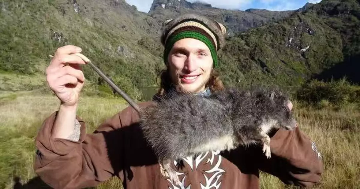 捷克科學家探險途中發現消失30年「亞高山絨毛鼠」  體型驚人長達85cm