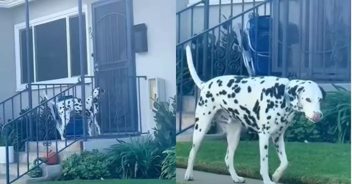 人哋碗飯永遠最香！ 為食愛犬突「食慾不振」 主人爆笑揭定時定點赴鄰居家蹭飯