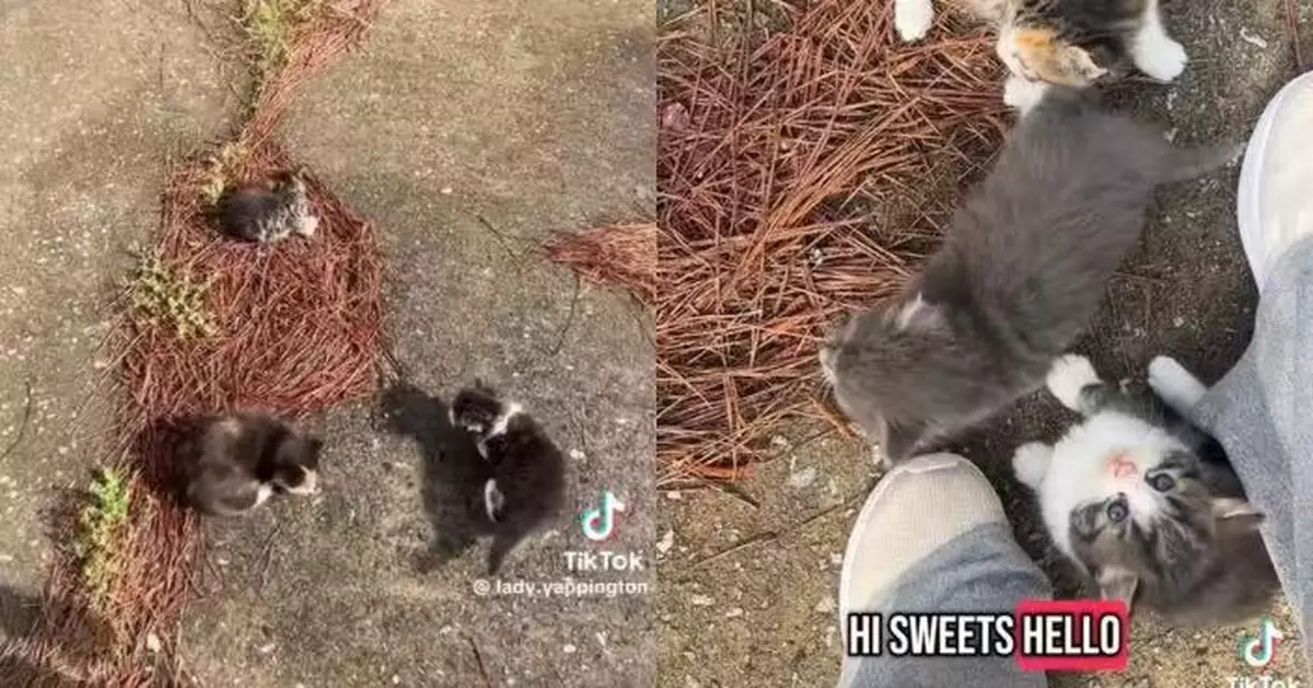 暖心女子餵養流浪貓數月   貓媽媽突帶5隻幼貓現身報恩