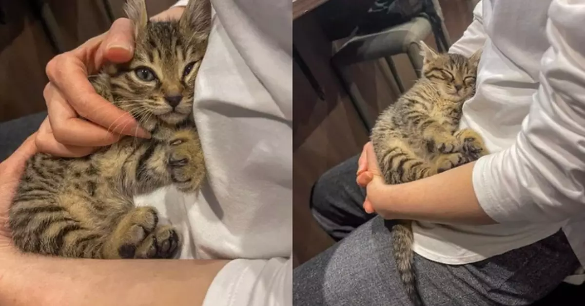 日地產公司養多隻萌貓 員工午休抱虎斑貓哄睡解壓羨煞網友