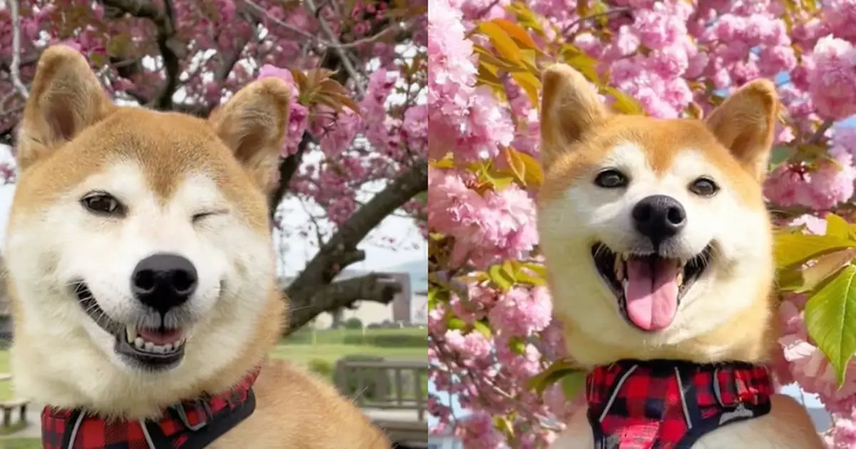 對鏡頭WINK露燦爛笑容 柴犬甜美「賞櫻照」曝光萌翻全網
