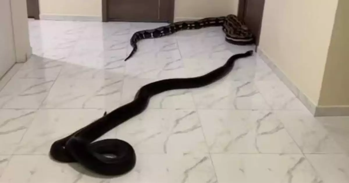 不堪鄰居長期狗吠聲滋擾 泰住戶投訴無果出奇招走廊放2大蛇抗議