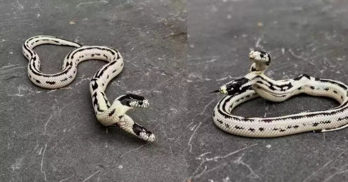 美寵物店孵化罕見「雙頭加州王蛇」已活逾7個月 顧客開39萬購買遭拒