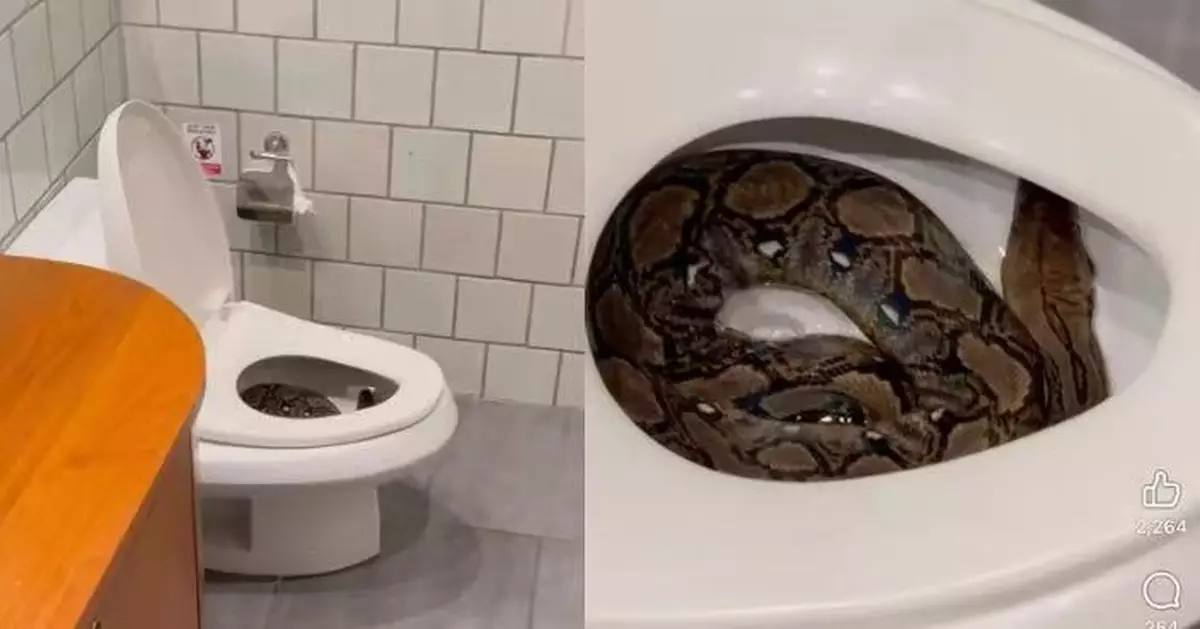 泰男凌晨家中如廁驚見「手臂粗蟒蛇」塞滿馬桶 嚇窒急求助