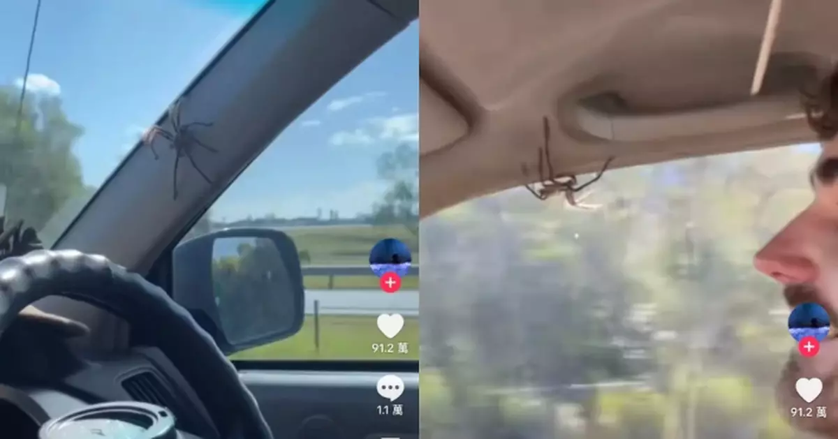 巨型蜘蛛闖入車廂車窗上亂爬 澳男車主仍淡定駕駛震驚網友